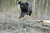 CANE CORSO 765
